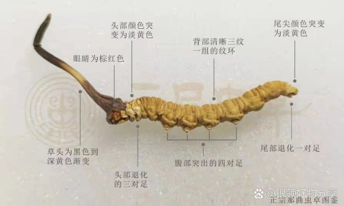 【枸杞煮苹果的功效与作用】枸杞猪腰汤功效与作用 - 枸杞猪腰汤功效网